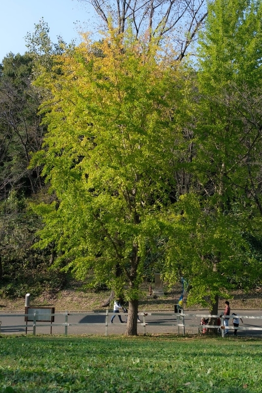 f:id:dendenmushes:20200813105331j:plain