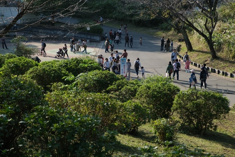 f:id:dendenmushes:20200813105336j:plain