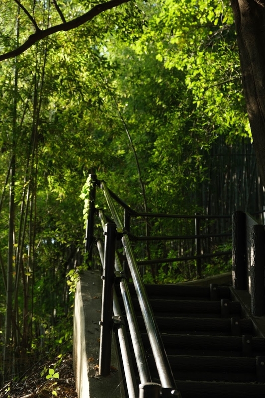 f:id:dendenmushes:20200813105356j:plain