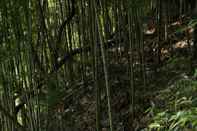 f:id:dendenmushes:20200813105406j:plain