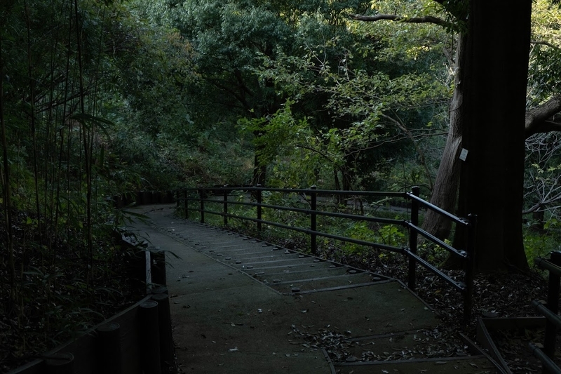 f:id:dendenmushes:20200813105420j:plain