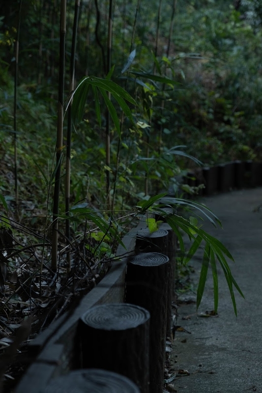 f:id:dendenmushes:20200813105425j:plain