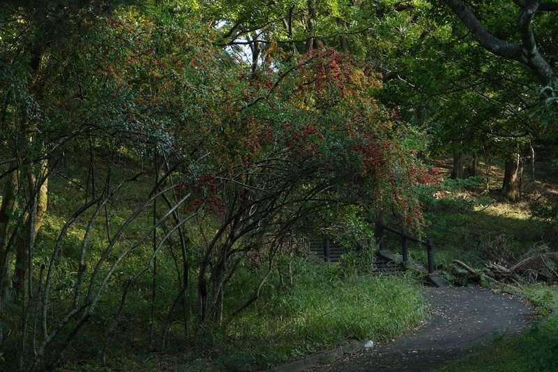 f:id:dendenmushes:20200813105431j:plain