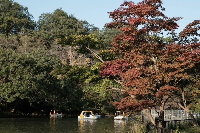 f:id:dendenmushes:20200813105440j:plain