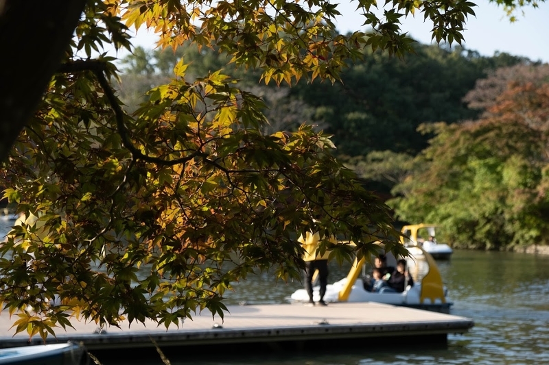 f:id:dendenmushes:20200813105444j:plain