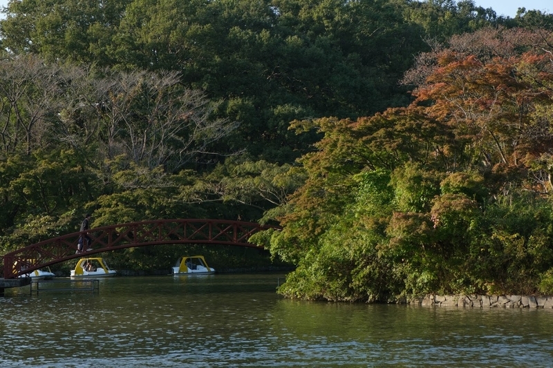 f:id:dendenmushes:20200813105451j:plain