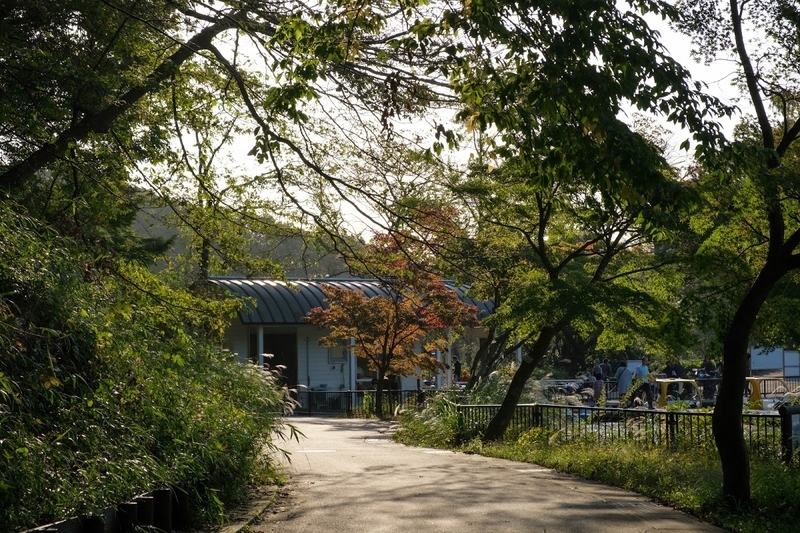 f:id:dendenmushes:20200813105456j:plain