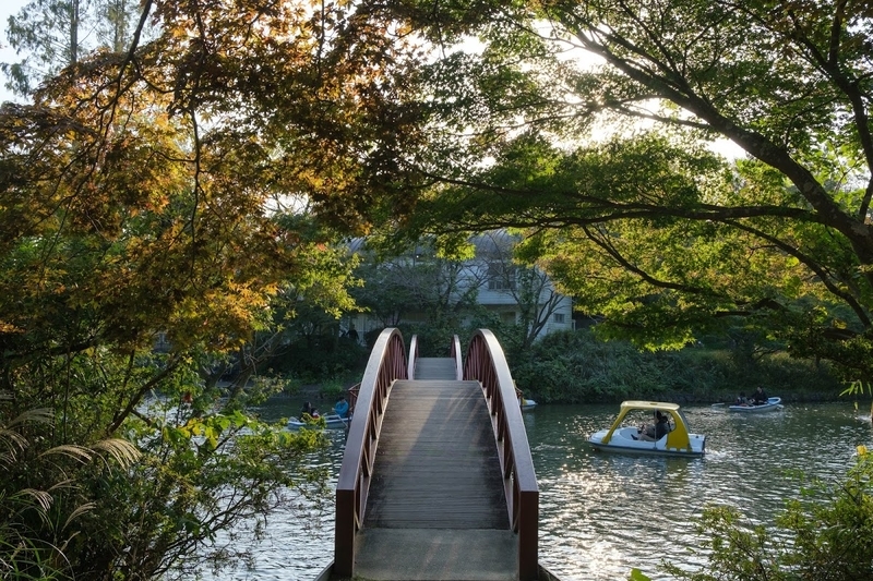 f:id:dendenmushes:20200813105506j:plain