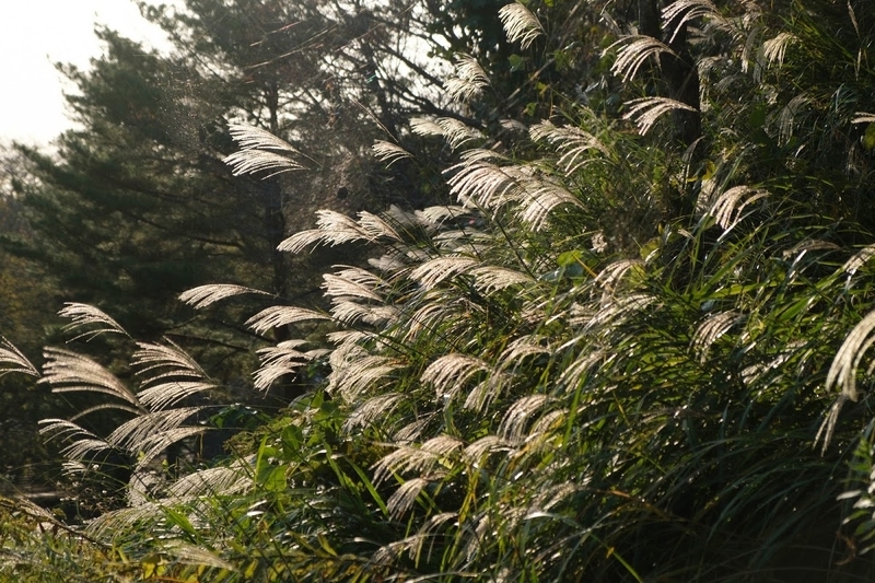 f:id:dendenmushes:20200813105515j:plain