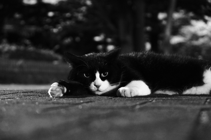 f:id:dendenmushes:20200813111340j:plain f:id:dendenmushes:20200813111340j:plain