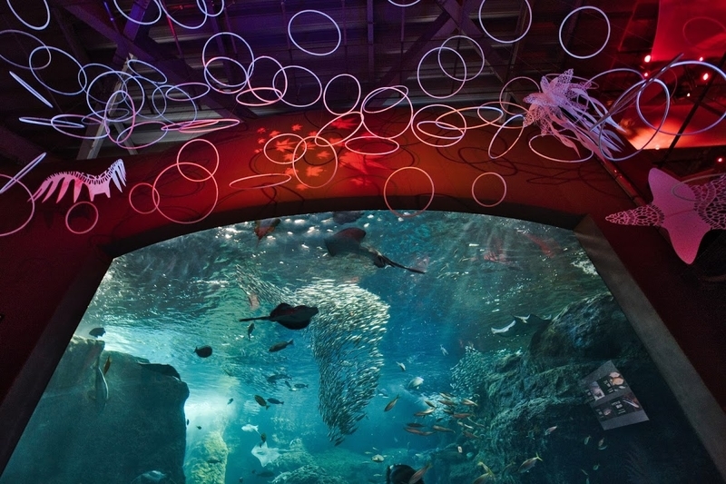 f:id:dendenmushes:20200815110832j:plain