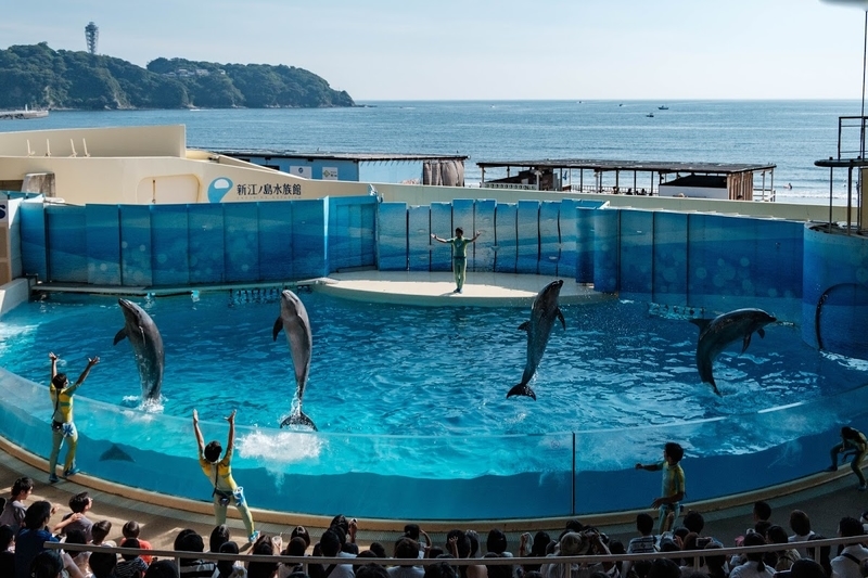 f:id:dendenmushes:20200815110840j:plain