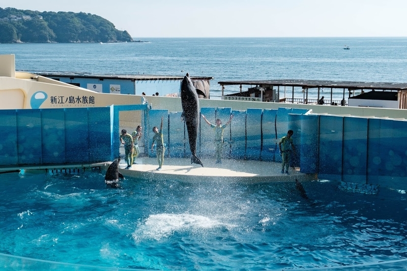 f:id:dendenmushes:20200815110853j:plain