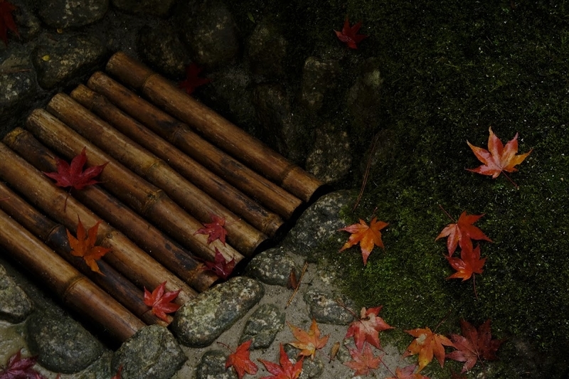 f:id:dendenmushes:20200815155436j:plain f:id:dendenmushes:20200815155436j:plain