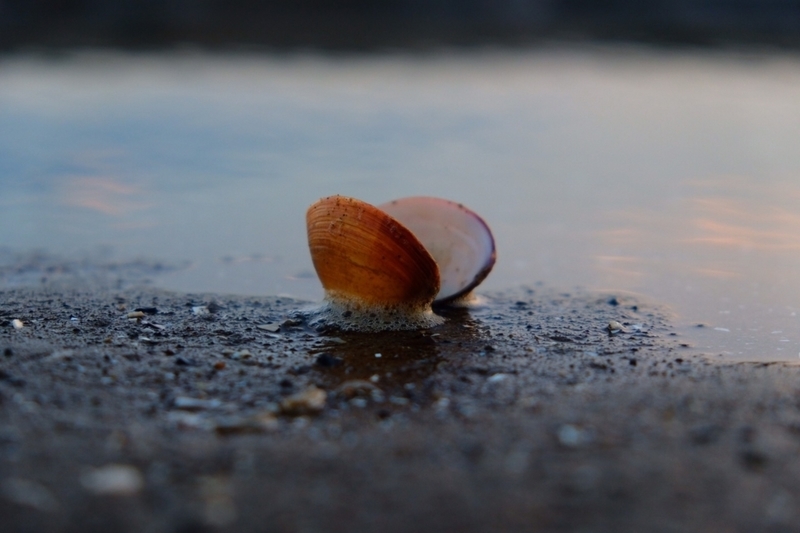 f:id:dendenmushes:20200815155443j:plain f:id:dendenmushes:20200815155443j:plain