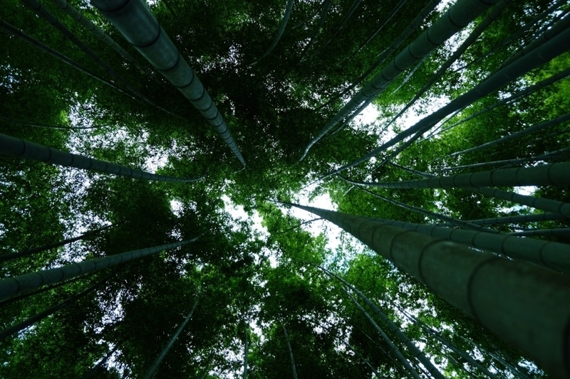 f:id:dendenmushes:20200815155507j:plain f:id:dendenmushes:20200815155507j:plain