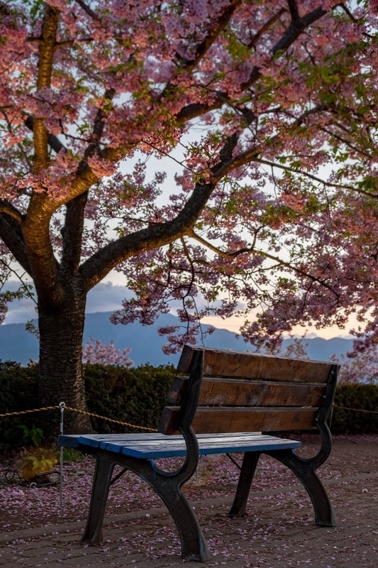 f:id:dendenmushes:20200815155524j:plain f:id:dendenmushes:20200815155524j:plain