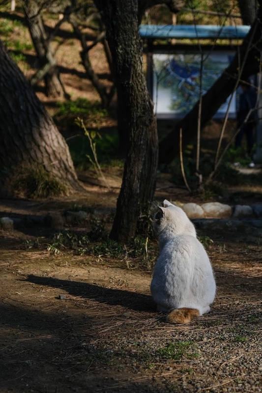 f:id:dendenmushes:20200815155528j:plain f:id:dendenmushes:20200815155528j:plain