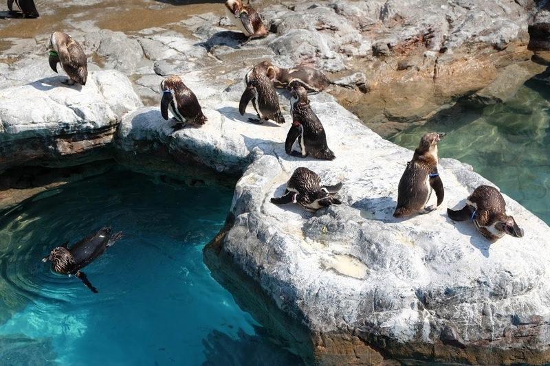 f:id:dendenmushes:20200815155609j:plain f:id:dendenmushes:20200815155609j:plain