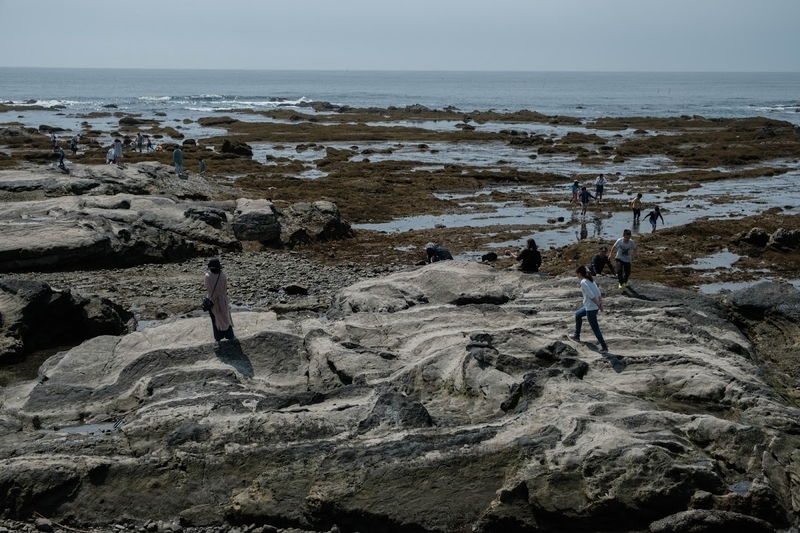 f:id:dendenmushes:20200815161547j:plain f:id:dendenmushes:20200815161547j:plain