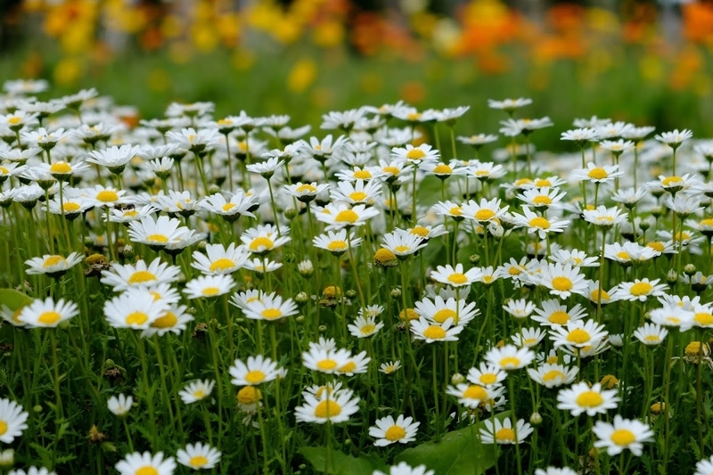 f:id:dendenmushes:20200815161640j:plain f:id:dendenmushes:20200815161640j:plain