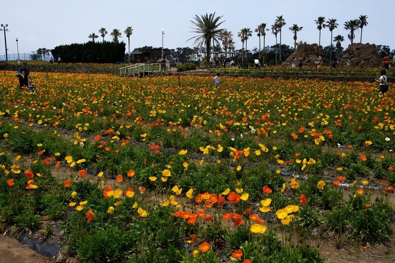 f:id:dendenmushes:20200815161644j:plain f:id:dendenmushes:20200815161644j:plain