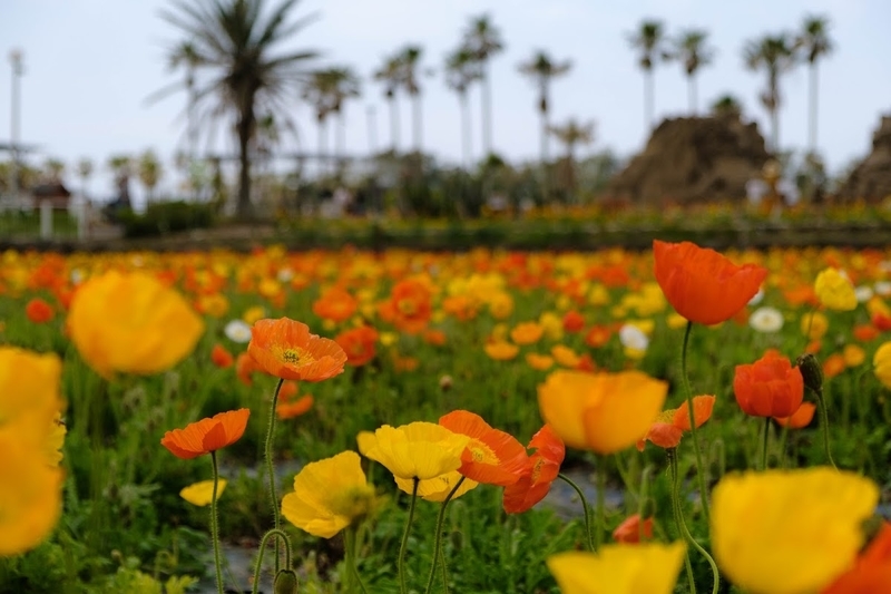 f:id:dendenmushes:20200815161649j:plain f:id:dendenmushes:20200815161649j:plain