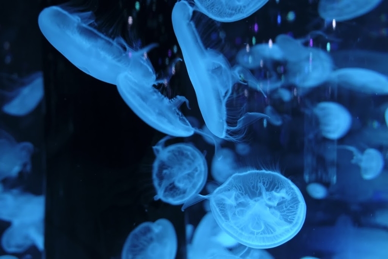 f:id:dendenmushes:20200829192030j:plain