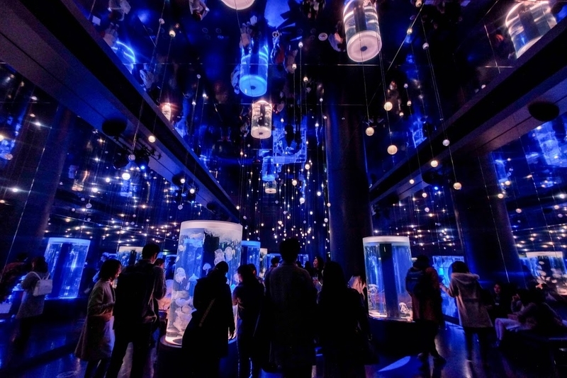 f:id:dendenmushes:20200829192050j:plain