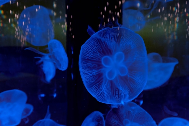 f:id:dendenmushes:20200829192055j:plain