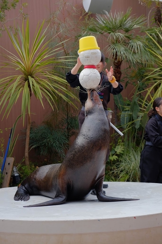 f:id:dendenmushes:20200829192109j:plain