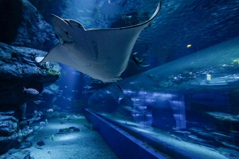 f:id:dendenmushes:20200829192119j:plain