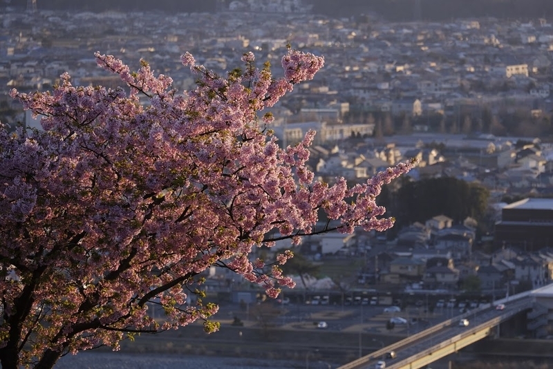 f:id:dendenmushes:20200830140855j:plain