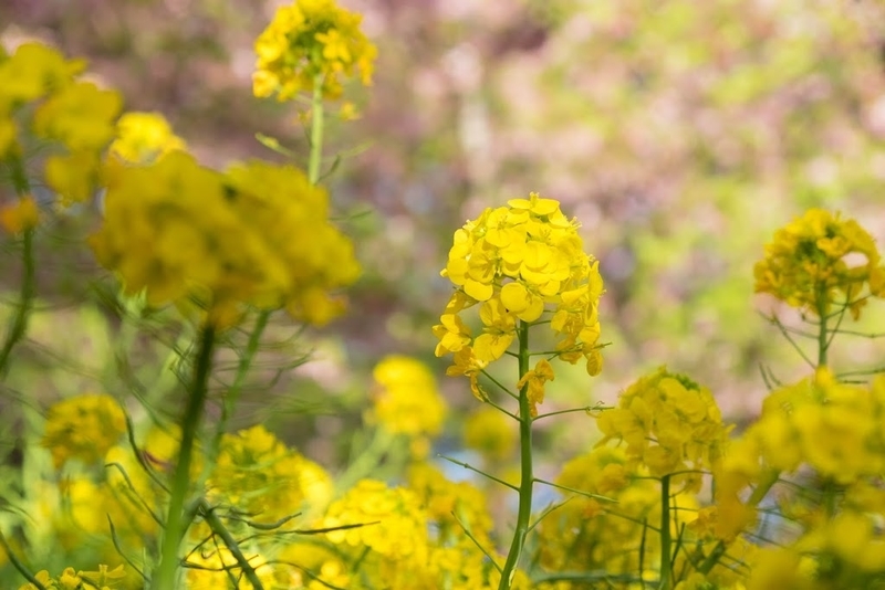 f:id:dendenmushes:20200830140915j:plain