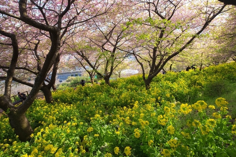 f:id:dendenmushes:20200830140920j:plain