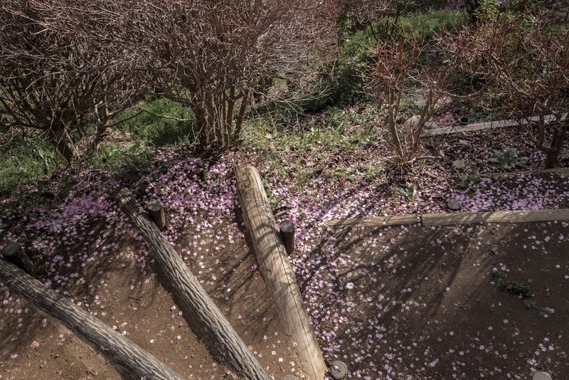 f:id:dendenmushes:20200830140927j:plain