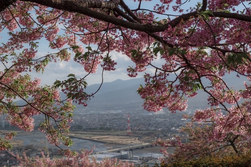 f:id:dendenmushes:20200830140932j:plain