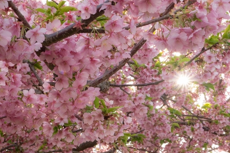 f:id:dendenmushes:20200830140936j:plain