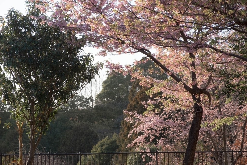 f:id:dendenmushes:20200830140947j:plain