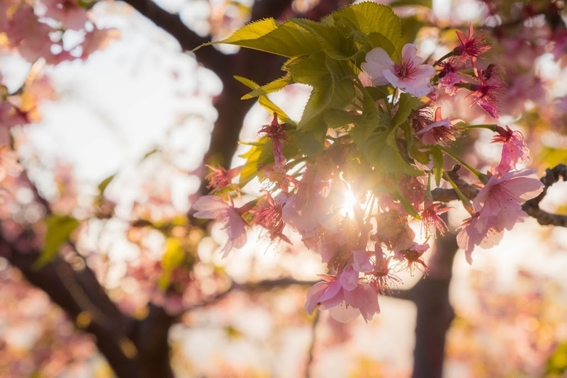 f:id:dendenmushes:20200830140952j:plain