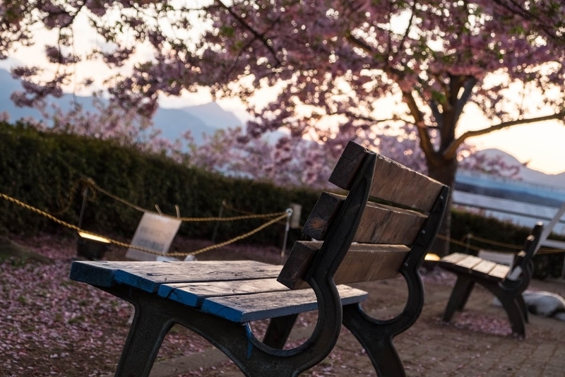 f:id:dendenmushes:20200830141006j:plain