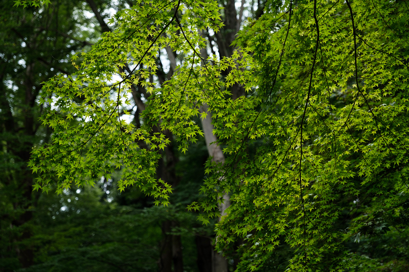 f:id:dendenmushes:20200922181301j:plain