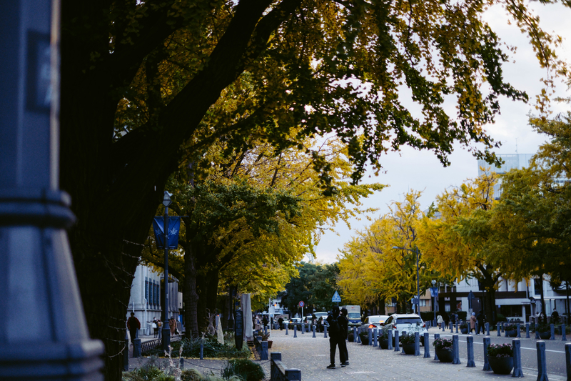 f:id:dendenmushes:20201130164104j:plain