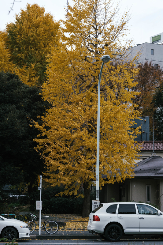 f:id:dendenmushes:20201221121710j:plain