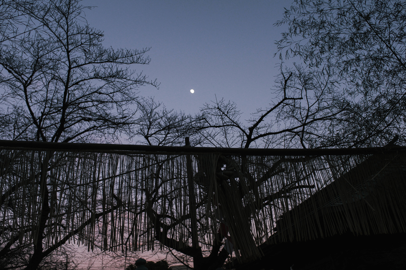 f:id:dendenmushes:20201227121238j:plain