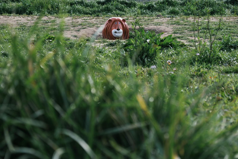 f:id:dendenmushes:20210109161910j:plain