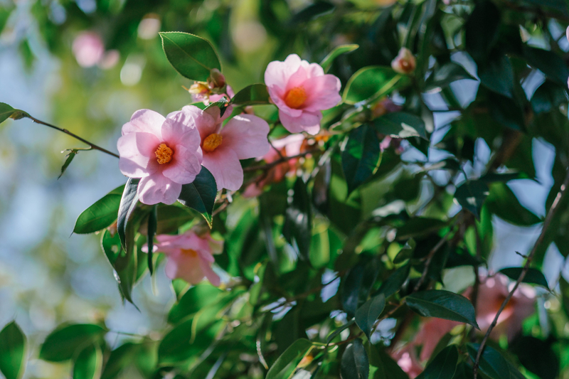 f:id:dendenmushes:20210316194612j:plain