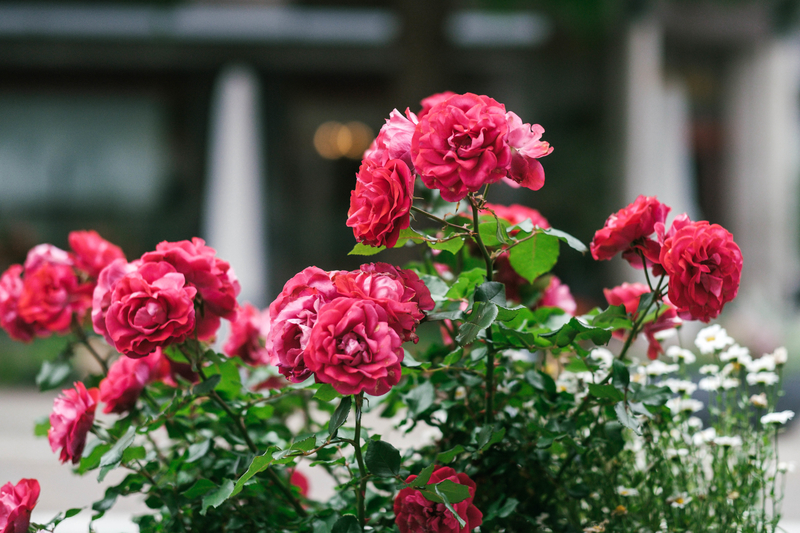 f:id:dendenmushes:20210523154030j:plain