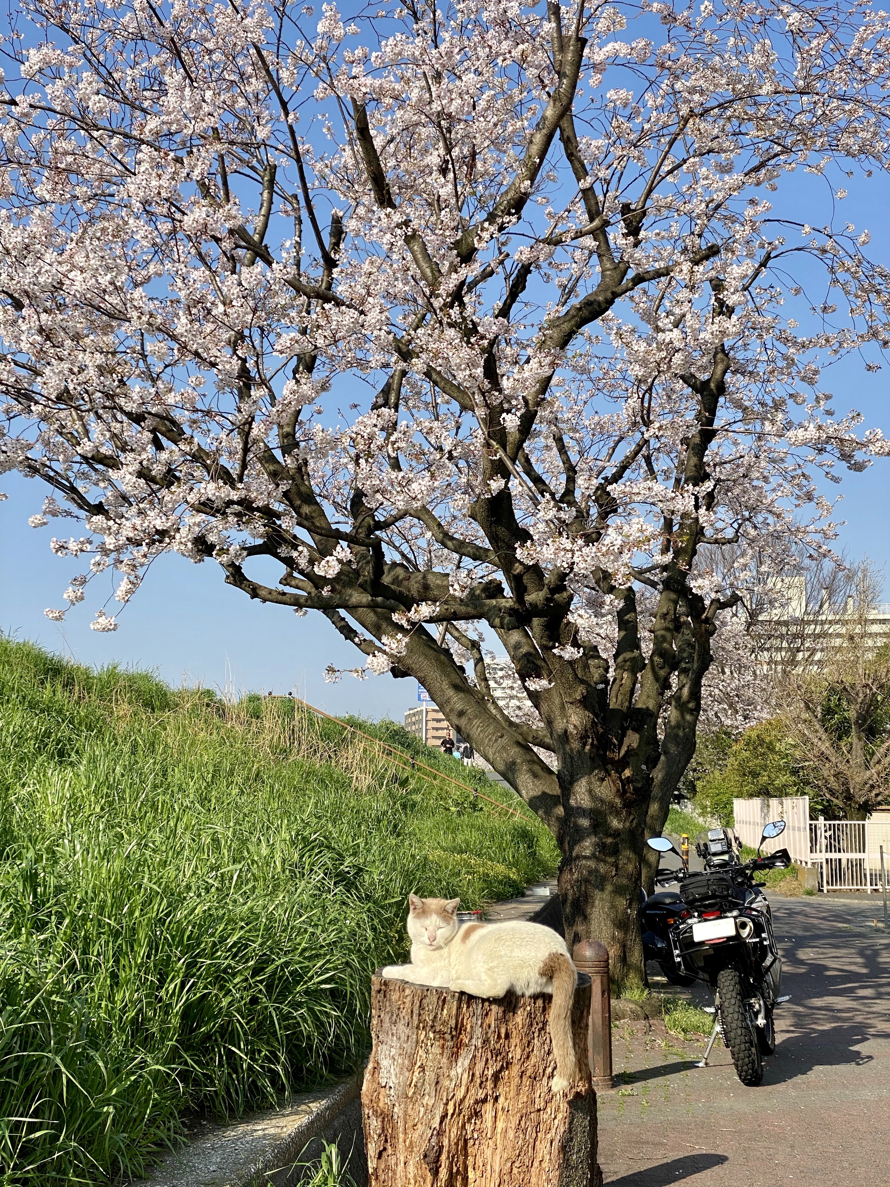 f:id:dendenpu:20201004201408j:image f:id:dendenpu:20201004201408j:image