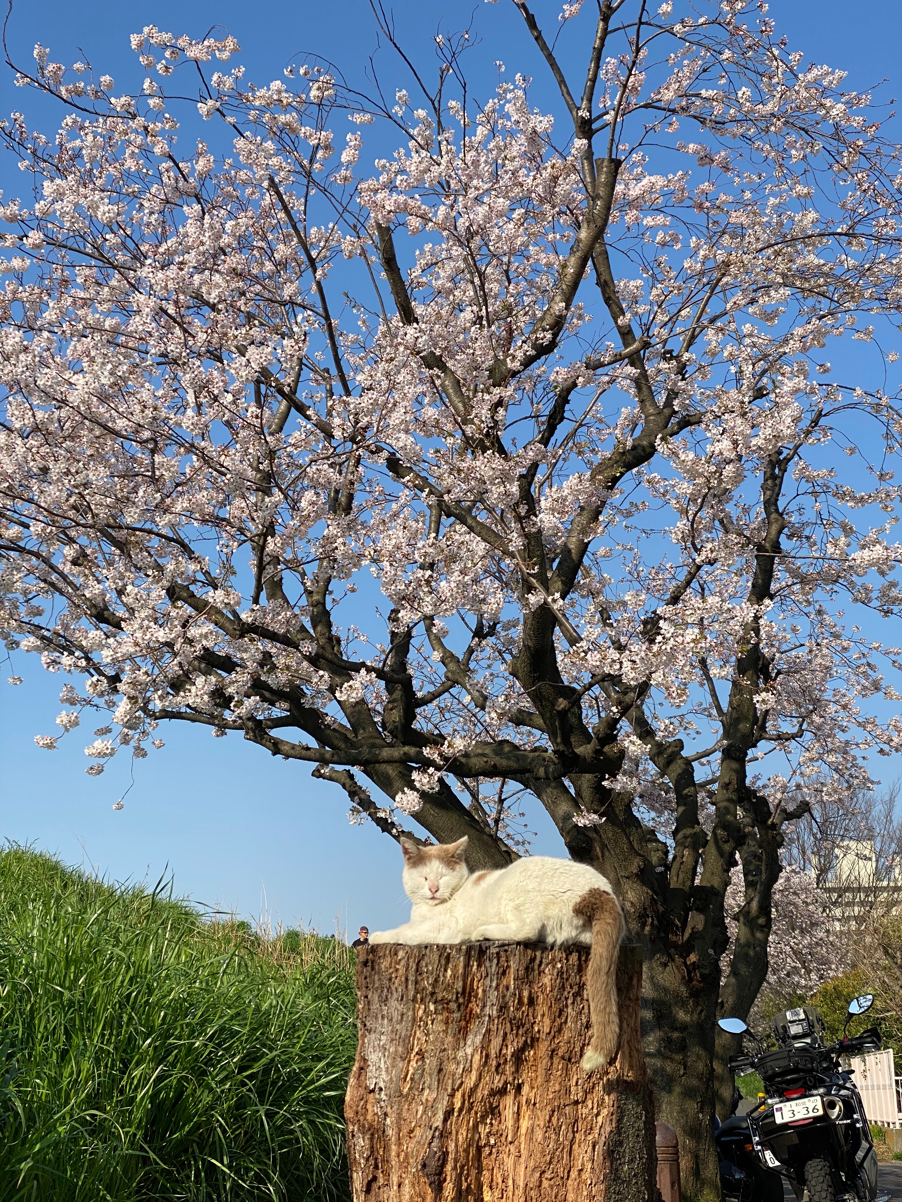 f:id:dendenpu:20201004201443j:image f:id:dendenpu:20201004201443j:image